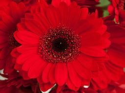 Flower Petals Red