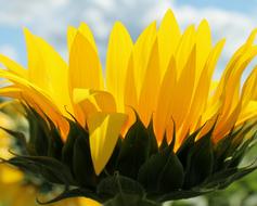 Sunflower Flower