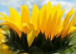 Sunflower Flower