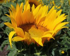 Sunflower Flower Honeybee