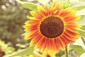 Sunflower Mehrfahrbig Blossom