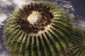 prickly round cactus in the desert