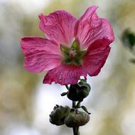pink Mallow Stock Rose Blossom