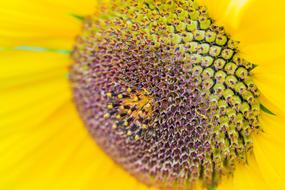 Sunflower Helianthus Annuus