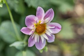 Dahlia Hortensis Neck