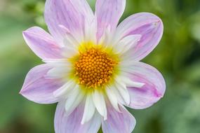 Dahlia Hortensis Neck flower