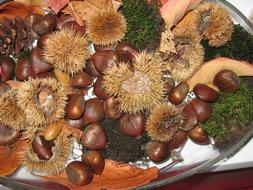 Maroni Chestnut Moss