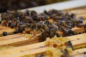 beehive on a farm