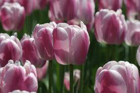 purple white tulips at the flower festival