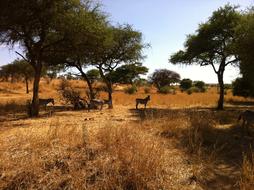 wild animals on safari