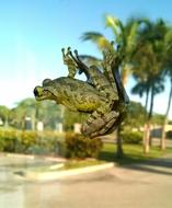 funny frog on the window