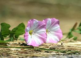 colored flowers on hay