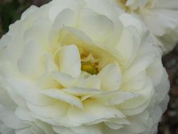 Gardenia Flower