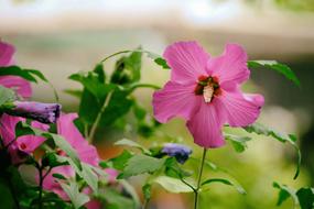 Hibiscus Pink Blossom in garden