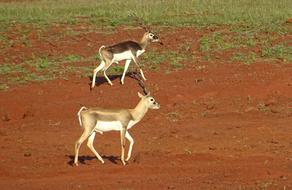 two Blackbuck Antelopes in Wild