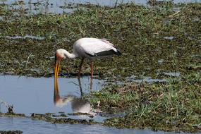 Botswana Chobe Yellow-Billed