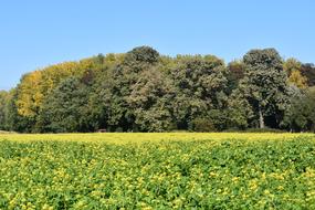 rapeseed field on a green forest background