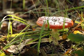 closeup view of Mushroom Forest Nature