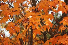 leaves orange landscape beautiful