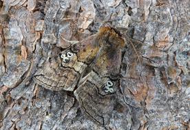 moth on tree bark