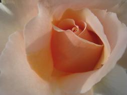 Rose Pink Flower closeup view