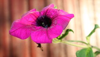 Flower Flowers Summer