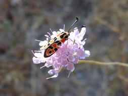 Butterfly Zygaena Fausta Gypsy flower