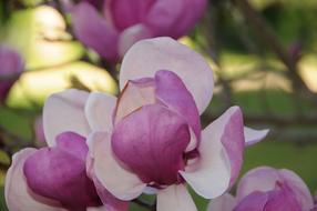 Magnolia Tree Flower Flowering