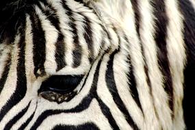 Zebra Zoo Antwerpen