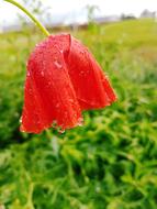 Poppy Poppies Red