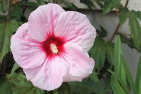 Hibiscus Giant Pink