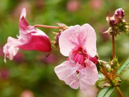 Indian Springkraut Himalayan flower