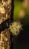 Lichen Green Delicate