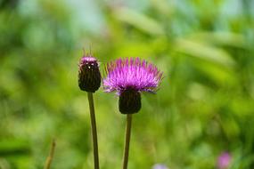 Thistle Wegdistel Blossom
