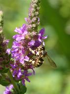 Hornet Flower Libar Megascolia