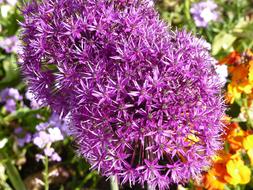 Garden fragrant flowers in spring