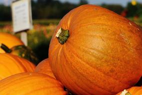 ripe orange pumpkins on the farm