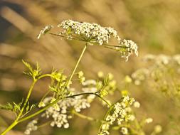 wildflowers of the field