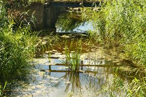 water grass green marsh