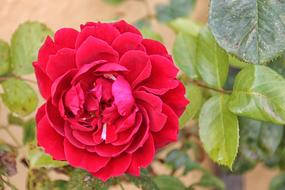 Rose Blossom Bloom Red