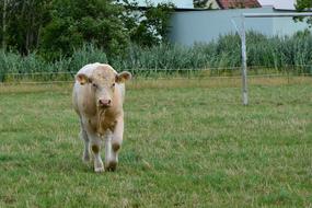 fluffy cow in a green meadow landscape