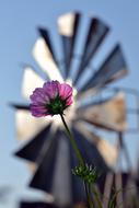 Cosmos Flower Farm