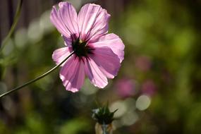 spring flower is beautiful
