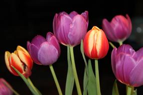 Tulips Strauss Flowers
