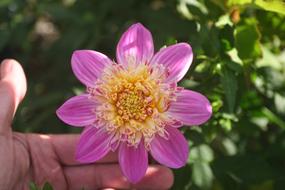 Dahlia Variety Alphen Perl Flower