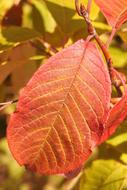 unusual red leaf appearance