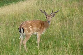 Deer Cervid Dama Fallow