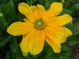 Flower Yellow Summer