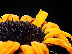 dry Sunflower Flower plant