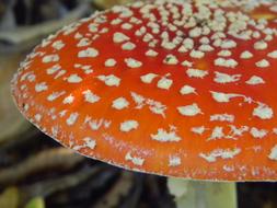 Autumn Mushrooms